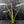Alocasia Scabriuscula Albo/Pink Variegated (wk42-U109)