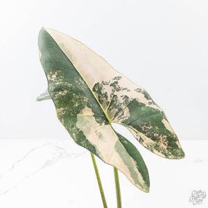 Alocasia Scabriuscula Albo Variegated (wk21-UR)