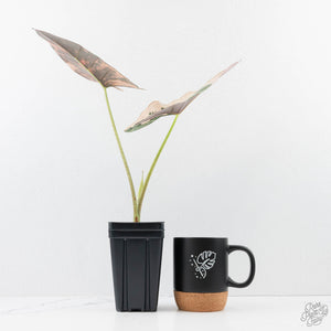 Alocasia Scabriuscula Albo/Pink Variegated (wk25-UH)