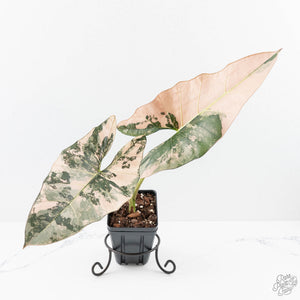 Alocasia Scabriuscula Albo/Pink Variegated (wk25-UH)