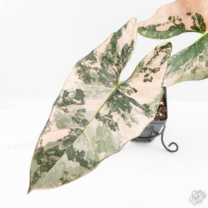 Alocasia Scabriuscula Albo/Pink Variegated (wk25-UH)