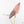 Alocasia Scabriuscula Albo/Pink Variegated (wk25-UH)