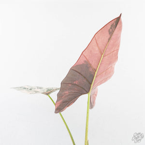 Alocasia Scabriuscula Albo/Pink Variegated (wk25-UH)