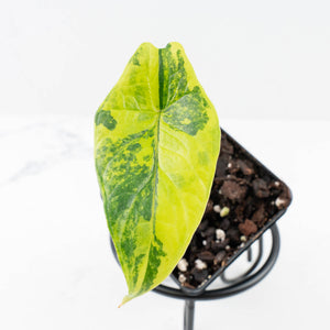 Alocasia 'Scalprum' Aurea Variegated (wk31-X)