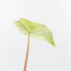 Alocasia 'Scalprum' Aurea Variegated (wk31-X)