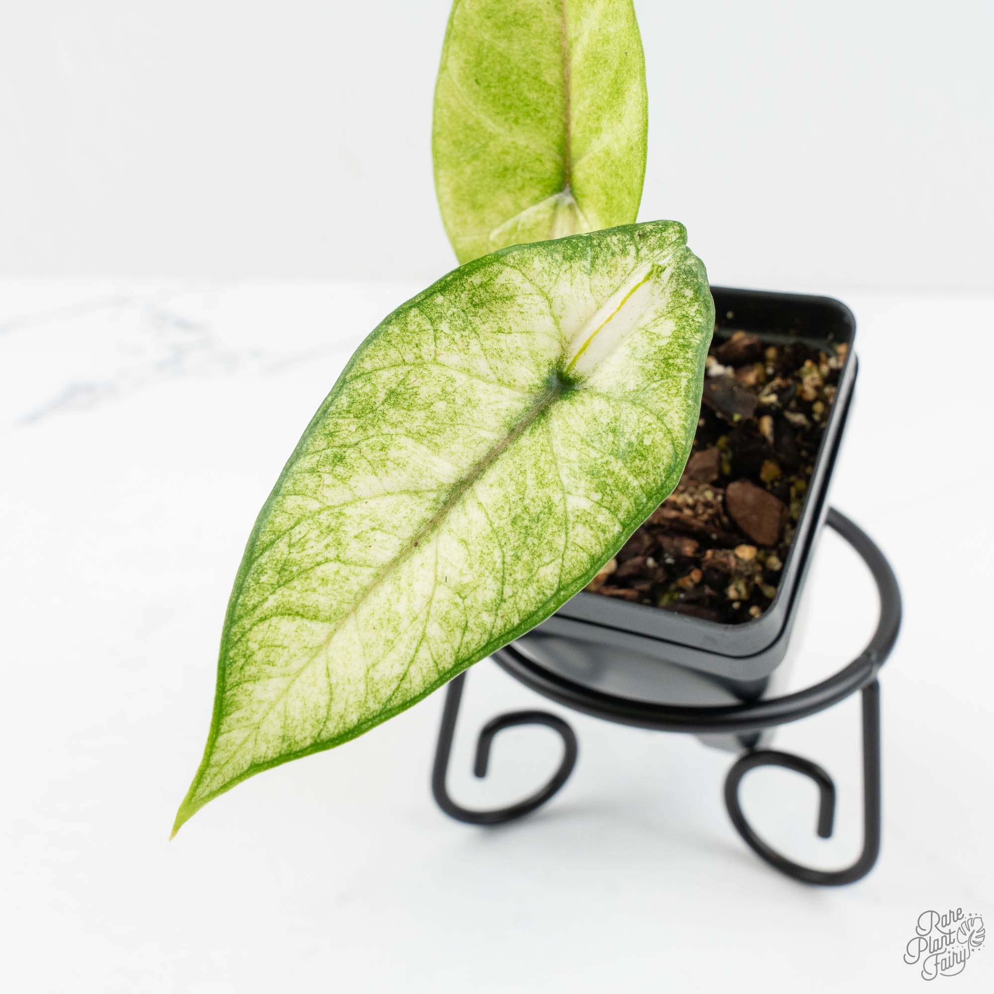 Alocasia 'Scalprum' Albo Variegated (wk17-N) – Rare Plant Fairy