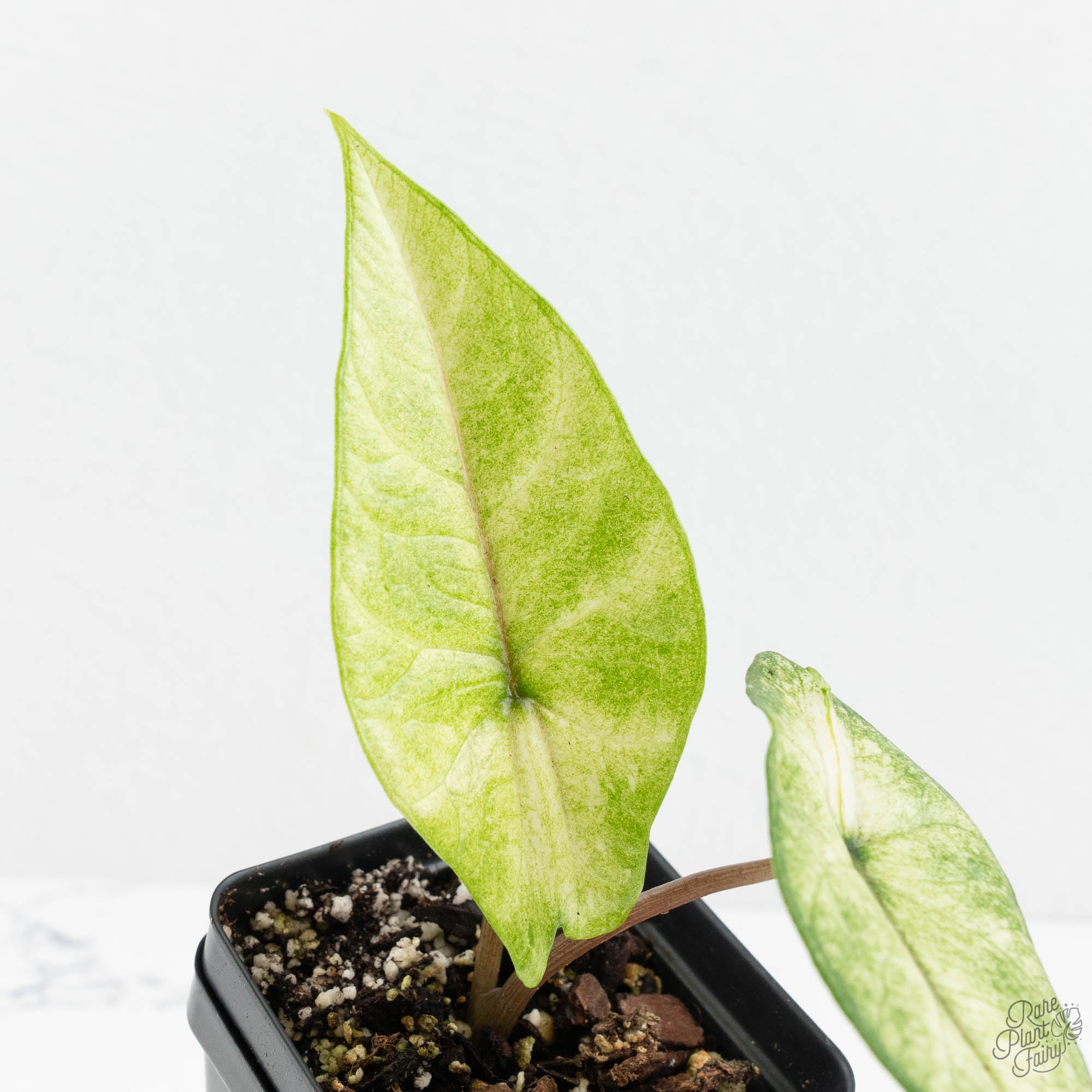 Alocasia 'Scalprum' Albo Variegated (wk17-N) – Rare Plant Fairy
