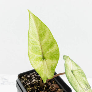 Alocasia 'Scalprum' Albo Variegated (wk17-N)
