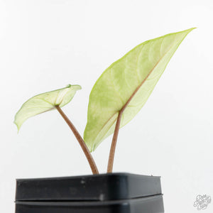 Alocasia 'Scalprum' Albo Variegated (wk17-N)
