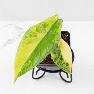 Alocasia 'Scalprum' Aurea Variegated (wk34-L72)