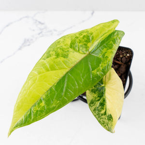 Alocasia 'Scalprum' Aurea Variegated (wk34-L72)