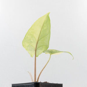 Alocasia 'Scalprum' Aurea Variegated (wk34-L72)