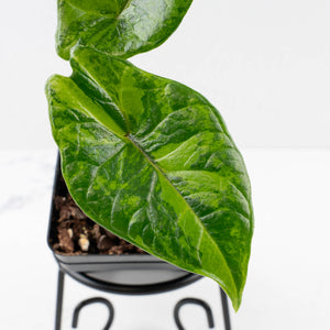 Alocasia 'Scalprum' Aurea Variegated (wk34-L73)