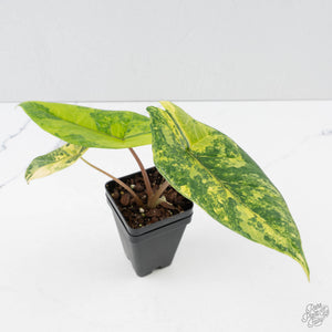 Alocasia 'Scalprum' Aurea Variegated (wk38-L165)