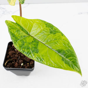 Alocasia 'Scalprum' Aurea Variegated (wk38-L165)