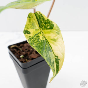 Alocasia 'Scalprum' Aurea Variegated (wk38-L165)