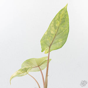 Alocasia 'Scalprum' Aurea Variegated (wk38-L165)