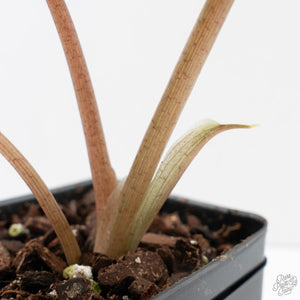 Alocasia 'Scalprum' Aurea Variegated (wk38-L165)
