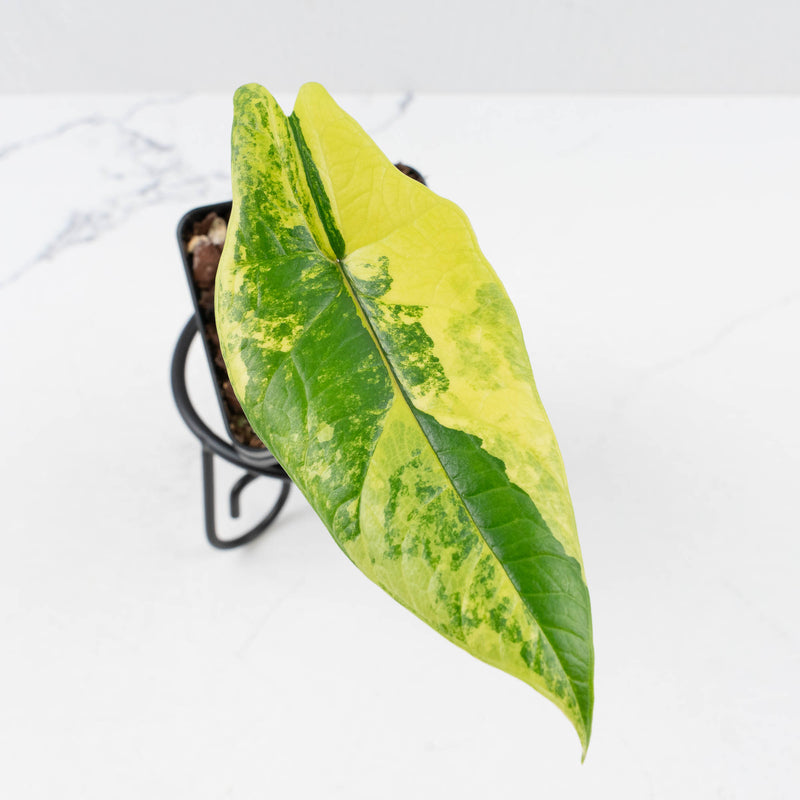 Alocasia 'Scalprum' Aurea Variegated (wk36-L224)