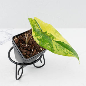 Alocasia 'Scalprum' Aurea Variegated (wk36-L224)