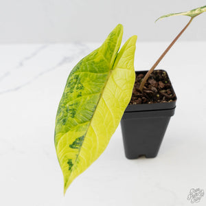 Alocasia 'Scalprum' Aurea Variegated (wk43-L224)