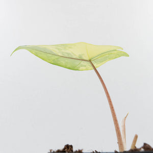 Alocasia 'Scalprum' Aurea Variegated (wk36-L224)