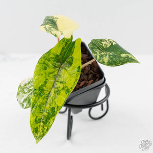 Alocasia 'Scalprum' Aurea Variegated (wk43-L390)