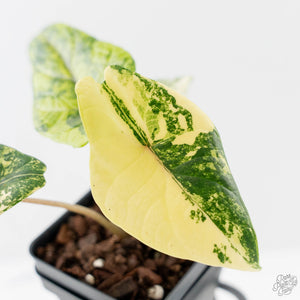 Alocasia 'Scalprum' Aurea Variegated (wk43-L390)