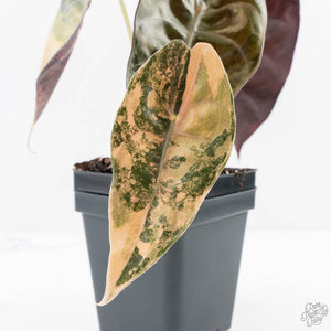 Alocasia 'Sedenii' Aurea Variegated (wk28-K) Corming Size