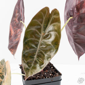 Alocasia 'Sedenii' Aurea Variegated (wk28-K) Corming Size