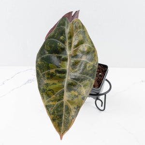 Alocasia 'Sedenii' Aurea Variegated (wk30-C)