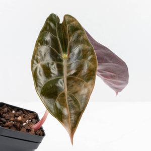Alocasia 'Sedenii' Aurea Variegated (wk30-C)