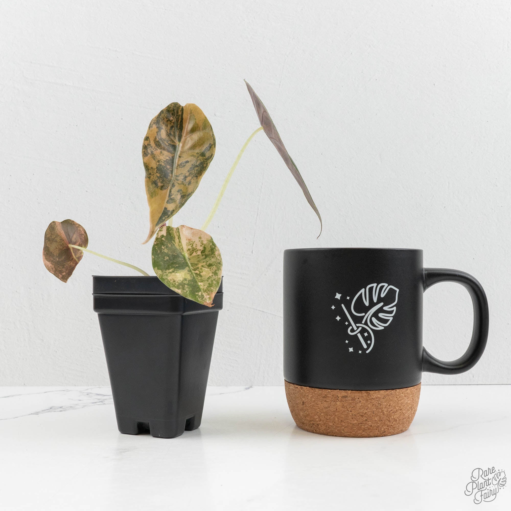 Alocasia 'Sedenii' Aurea Variegated (wk16-A) – Rare Plant Fairy