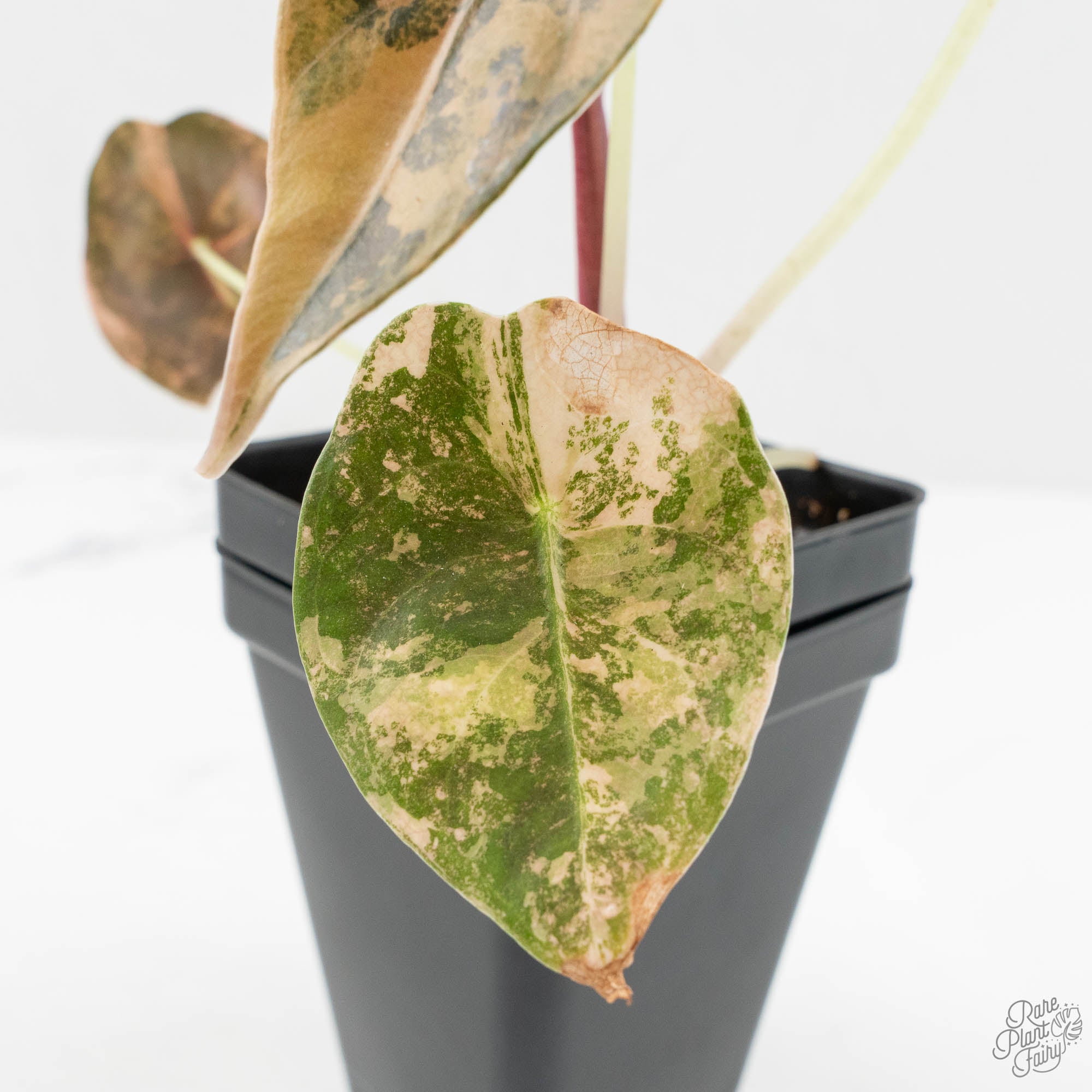 Alocasia 'Sedenii' Aurea Variegated (wk16-A) – Rare Plant Fairy