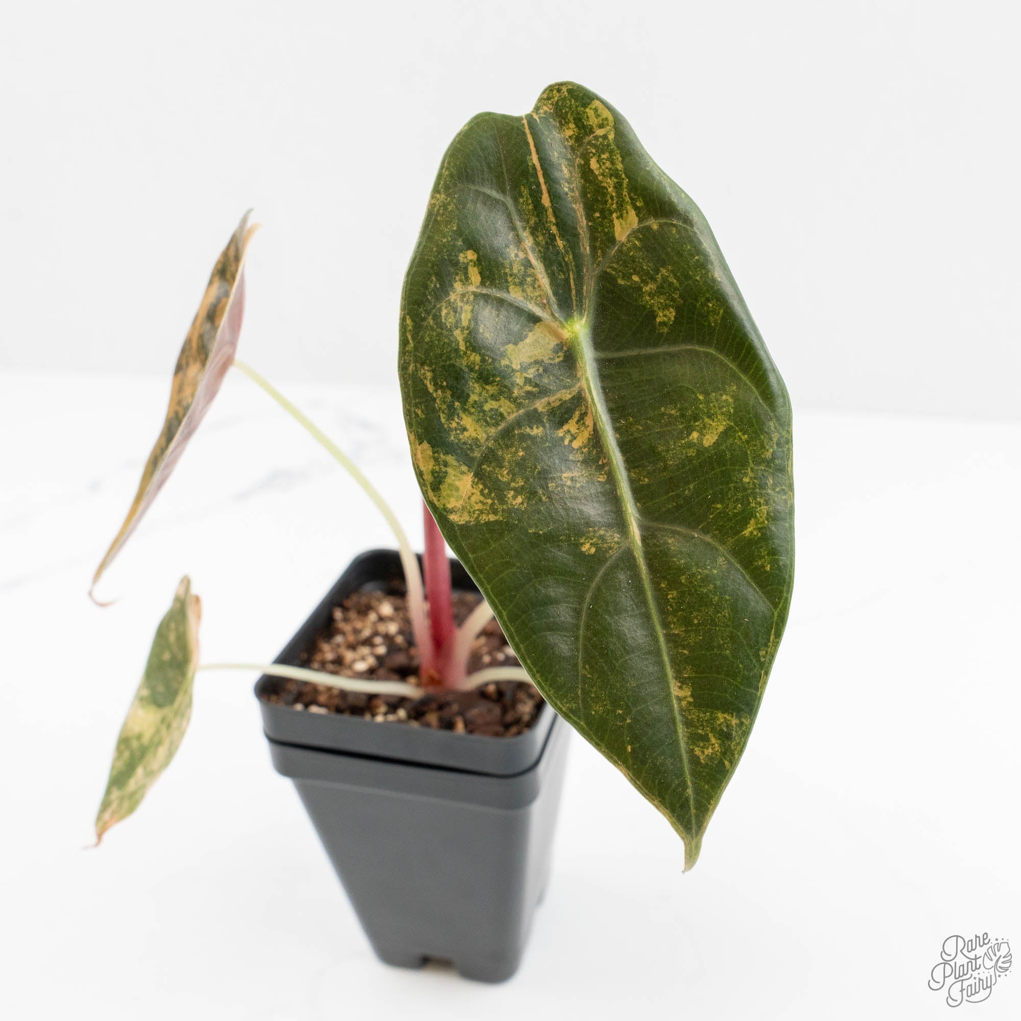 Alocasia 'Sedenii' Aurea Variegated (wk16-A) – Rare Plant Fairy