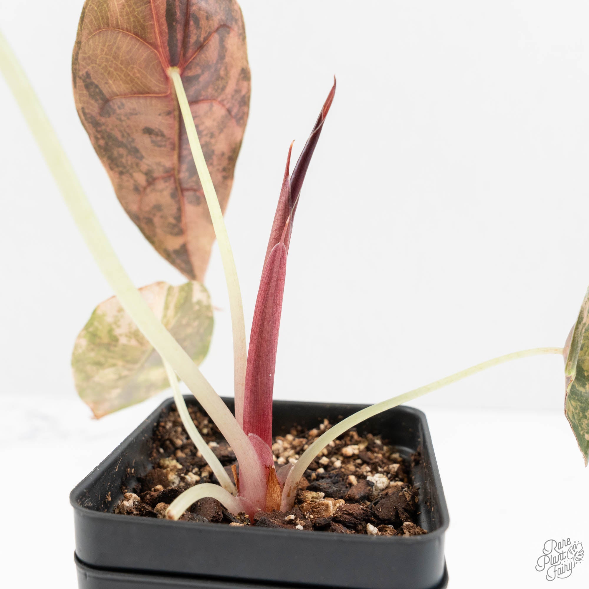 Alocasia 'Sedenii' Aurea Variegated (wk16-A) – Rare Plant Fairy