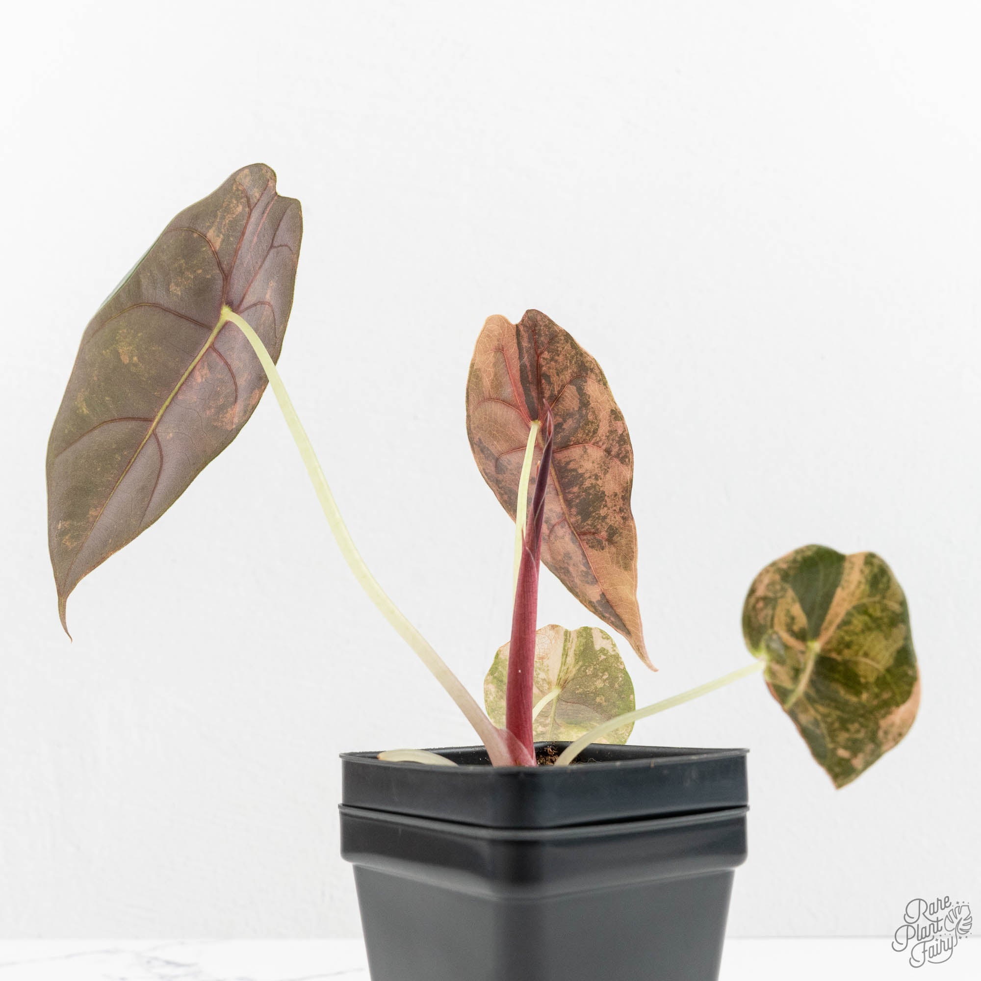 Alocasia 'Sedenii' Aurea Variegated (wk16-A) – Rare Plant Fairy
