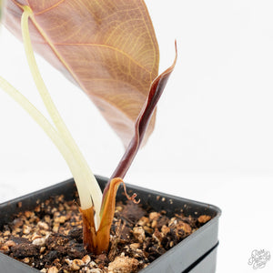 Alocasia 'Sedenii' Aurea Variegated (wk18-N)