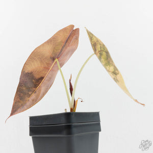 Alocasia 'Sedenii' Aurea Variegated (wk18-N)