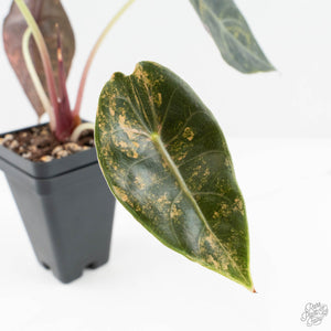 Alocasia 'Sedenii' Aurea Variegated (wk19-M) *Corming Size*