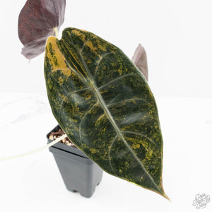 Alocasia 'Sedenii' Aurea Variegated (wk19-M) *Corming Size*