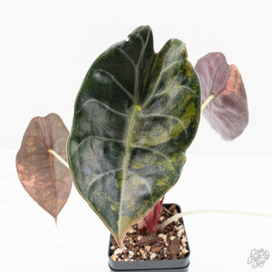 Alocasia 'Sedenii' Aurea Variegated (wk19-M) *Corming Size*