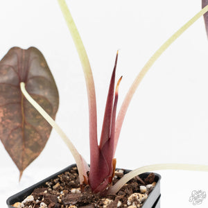 Alocasia 'Sedenii' Aurea Variegated (wk19-M) *Corming Size*