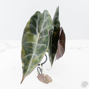 Alocasia 'Sedenii' Aurea Variegated (wk21-M) *Corming Size*