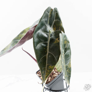 Alocasia 'Sedenii' Aurea Variegated (wk21-M) *Corming Size*