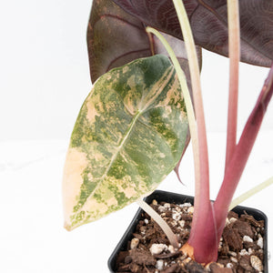 Alocasia 'Sedenii' Aurea Variegated (wk21-M) *Corming Size*