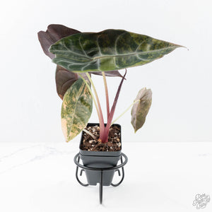 Alocasia 'Sedenii' Aurea Variegated (wk21-M) *Corming Size*