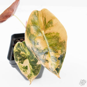 Alocasia 'Sedenii' Aurea Variegated (wk24-E)