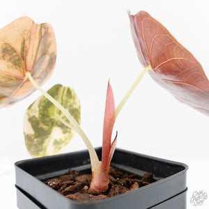 Alocasia 'Sedenii' Aurea Variegated (wk24-E)