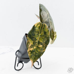 Alocasia 'Sedenii' Aurea Variegated (wk26-A)